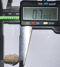 Load image into Gallery viewer, Fossil Sevengill Shark Tooth .78 Inches