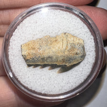 Load image into Gallery viewer, Fossil Sevengill Shark Tooth .78 Inches