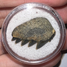 Load image into Gallery viewer, Fossil Sevengill Shark Tooth .88 Inches