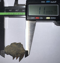 Load image into Gallery viewer, Large Fossil Sevengill Shark Tooth 1.18 Inches