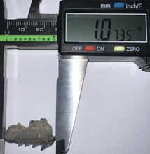 Load image into Gallery viewer, Large Fossil Sevengill Shark Tooth 1.07 Inches