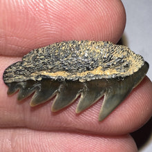 Load image into Gallery viewer, Large Fossil Sevengill Shark Tooth .97 Inches