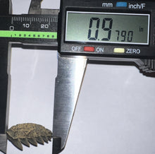 Load image into Gallery viewer, Large Fossil Sevengill Shark Tooth .97 Inches