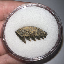 Load image into Gallery viewer, Large Fossil Sevengill Shark Tooth .97 Inches