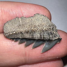 Load image into Gallery viewer, Large Fossil Sevengill Shark Tooth 1.04 Inches