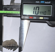 Load image into Gallery viewer, Large Fossil Sevengill Shark Tooth 1.04 Inches