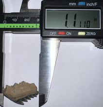 Load image into Gallery viewer, Large Fossil Sevengill Shark Tooth 1.11 Inches