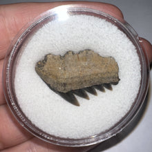 Load image into Gallery viewer, Large Fossil Sevengill Shark Tooth 1.11 Inches