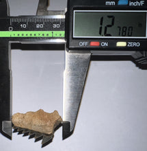 Load image into Gallery viewer, Large Fossil Sevengill Shark Tooth 1.27 Inches