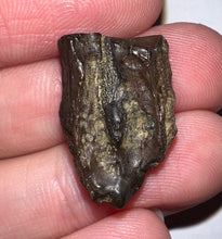 Load image into Gallery viewer, Framed Huge Triceratops type Ceratopsian Tooth .89 Inches