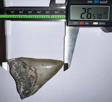 Load image into Gallery viewer, Megalodon Fossil Shark Tooth 2.65 Inches! Not Repaired!