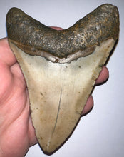 Load image into Gallery viewer, Large Megalodon Fossil Shark Tooth 4.36 Inches! Not Repaired!