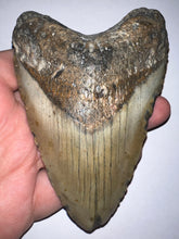 Load image into Gallery viewer, Huge Megalodon Fossil Shark Tooth 4.64 Inches! Not Repaired!