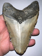 Load image into Gallery viewer, Huge Megalodon Fossil Shark Tooth 4.64 Inches! Not Repaired!