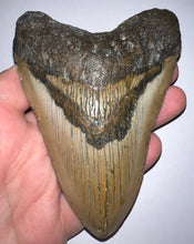 Load image into Gallery viewer, Huge Megalodon Fossil Shark Tooth 4.57 Inches! Not Repaired!