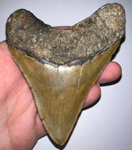 Load image into Gallery viewer, Large Megalodon Fossil Shark Tooth 4.21 Inches! Not Repaired!