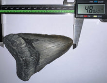 Load image into Gallery viewer, Huge Megalodon Fossil Shark Tooth 4.8 Inches! Not Repaired!