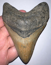 Load image into Gallery viewer, Huge Megalodon Fossil Shark Tooth 4.52 Inches! Not Repaired!