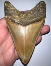 Load image into Gallery viewer, Large Megalodon Fossil Shark Tooth 4.22 Inches! Not Repaired!