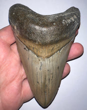 Load image into Gallery viewer, Huge Megalodon Fossil Shark Tooth 4.69 Inches! Not Repaired!