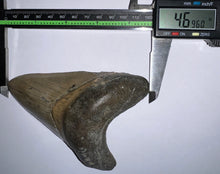 Load image into Gallery viewer, Huge Megalodon Fossil Shark Tooth 4.69 Inches! Not Repaired!