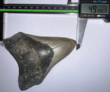 Load image into Gallery viewer, Huge Megalodon Fossil Shark Tooth 4.93 Inches Fantastic Serrations! Not Repaired!