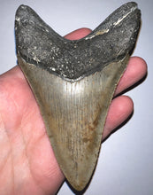 Load image into Gallery viewer, Huge Megalodon Fossil Shark Tooth 4.75 Inches! Not Repaired! INCREDIBLE Serrations!