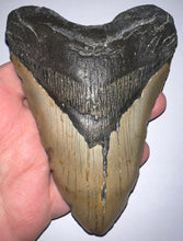 Load image into Gallery viewer, Huge Megalodon Fossil Shark Tooth 5.18 Inches! Not Repaired!