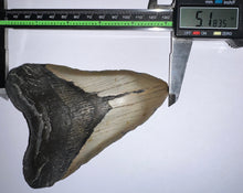 Load image into Gallery viewer, Huge Megalodon Fossil Shark Tooth 5.18 Inches! Not Repaired!