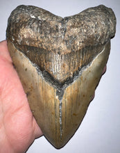 Load image into Gallery viewer, Huge Megalodon Fossil Shark Tooth 5.26 Inches! Not Repaired!