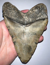 Load image into Gallery viewer, Huge Megalodon Fossil Shark Tooth 5.26 Inches! Not Repaired!