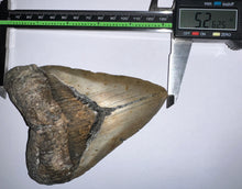 Load image into Gallery viewer, Huge Megalodon Fossil Shark Tooth 5.26 Inches! Not Repaired!