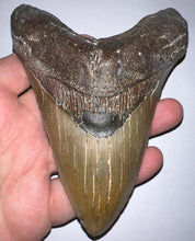 Load image into Gallery viewer, Huge Megalodon Fossil Shark Tooth 5.1 Inches! Not Repaired! INCREDIBLE Serrations!