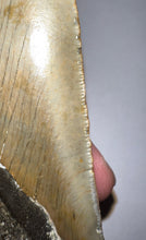 Load image into Gallery viewer, Huge Megalodon Fossil Shark Tooth 5.1 Inches! Not Repaired! INCREDIBLE Serrations!