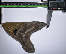 Load image into Gallery viewer, Huge Megalodon Fossil Shark Tooth 5.1 Inches! Not Repaired! INCREDIBLE Serrations!