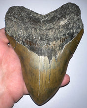 Load image into Gallery viewer, HUGE Megalodon Fossil Shark Tooth 5.69 Inches! Not Repaired! Incredible Serrations!