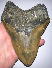 Load image into Gallery viewer, HUGE Megalodon Fossil Shark Tooth 5.69 Inches! Not Repaired! Incredible Serrations!