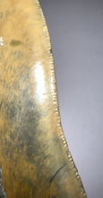 Load image into Gallery viewer, HUGE Megalodon Fossil Shark Tooth 5.69 Inches! Not Repaired! Incredible Serrations!