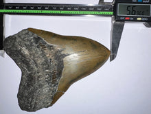 Load image into Gallery viewer, HUGE Megalodon Fossil Shark Tooth 5.69 Inches! Not Repaired! Incredible Serrations!
