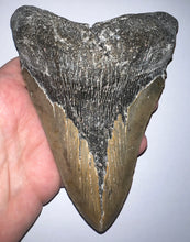 Load image into Gallery viewer, Monster Size Megalodon Fossil Shark Tooth 6.26 Inches Incredible Serrations! Not Repaired!
