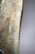 Load image into Gallery viewer, Monster Size Megalodon Fossil Shark Tooth 6.26 Inches Incredible Serrations! Not Repaired!
