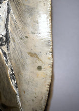 Load image into Gallery viewer, Monster Size Megalodon Fossil Shark Tooth 6.26 Inches Incredible Serrations! Not Repaired!