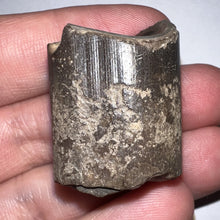 Load image into Gallery viewer, Ice Age Fossil Ground Sloth Megalonyx Tooth 1.22 Inches