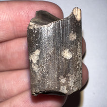 Load image into Gallery viewer, Ice Age Fossil Ground Sloth Megalonyx Tooth 1.22 Inches