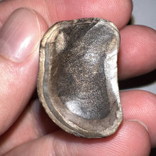 Load image into Gallery viewer, Ice Age Fossil Ground Sloth Megalonyx Tooth 1.22 Inches