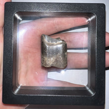 Load image into Gallery viewer, Ice Age Fossil Ground Sloth Megalonyx Tooth 1.22 Inches