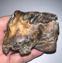 Load image into Gallery viewer, Large Ice Age Fossil Woolly Rhinoceros Molar Coelodonta Antiquitatis 2.81 Inches