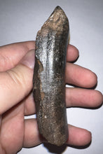 Load image into Gallery viewer, Huge Rare Ice Age Fossil Giant Ground Sloth Eremotherium Partial Tooth 3.15 Inches