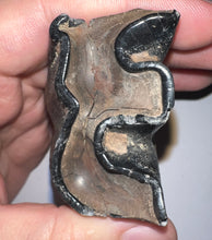 Load image into Gallery viewer, HUGE Ice Age Fossil Woolly Rhinoceros Molar Coelodonta Antiquitatis 3.16 Inches