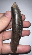 Load image into Gallery viewer, Huge Rare Ice Age Fossil Giant Ground Sloth Eremotherium Partial Tooth 3.15 Inches